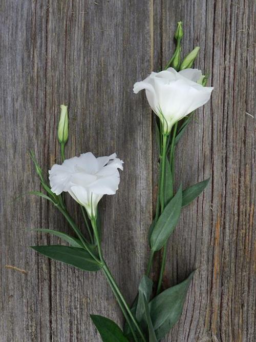 WHITE LISIANTHUS